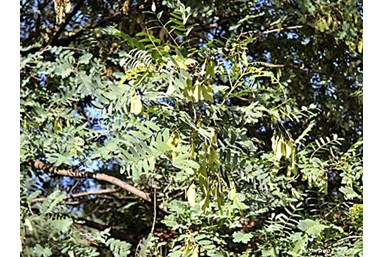 בצל הפקאן - רימון ואלון