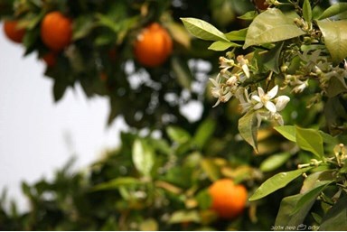 אשכולית בקתות עץ בפרדס