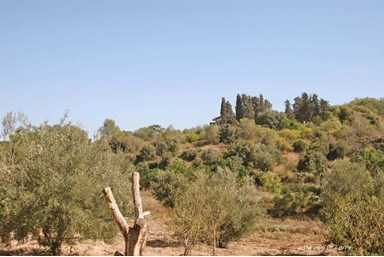 בוסתן ציפורי - חצר ונוף