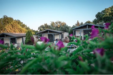 בקתות עץ אלון - חצר, בריכה וסביבה