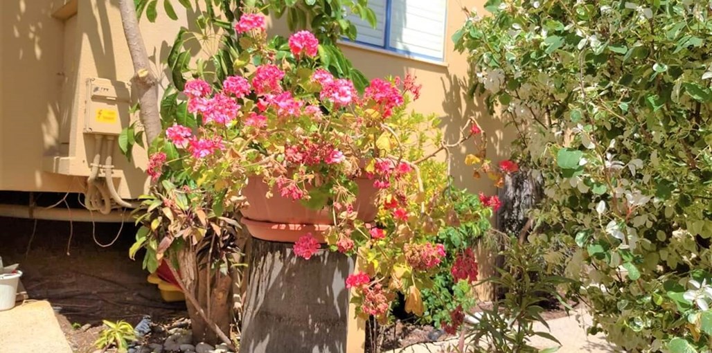 ארבלית בכפר ארבלית בכפר חודש יולי (12).jpg