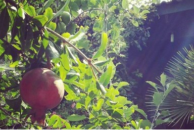 בקתות בכחול - החצר והבריכה