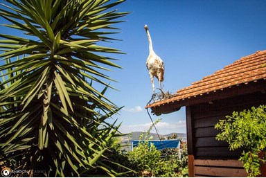 החזון של גץ - החצר והבריכה