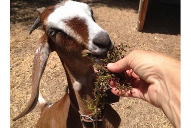 רוח ים במכמורת - יקב בוטיק