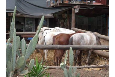 רוח ים במכמורת - מה בסביבה