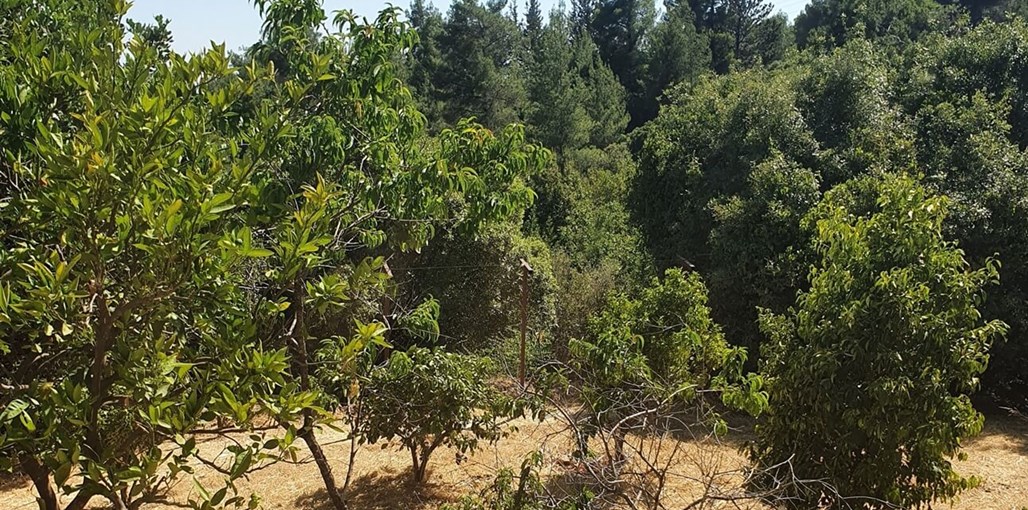 הסטודיו של בלום חדשות (7).jpg