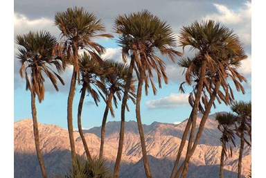 אירוח כפרי בקיבוץ אילות - חדרי דקלים