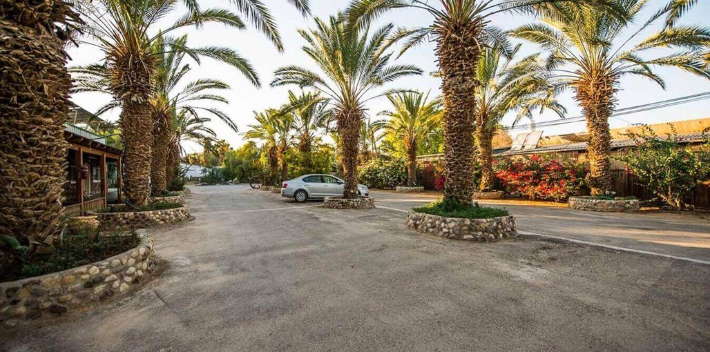 בין עצי התמר 20151124-DSC_4069.jpg