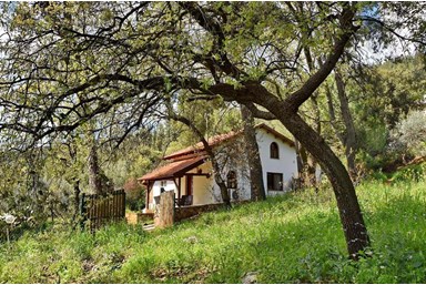 צימרים ביער