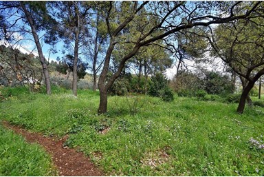 צימרים ביער - החצר והסביבה