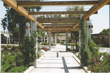 בקתות עץ -תיירות עין זיוון