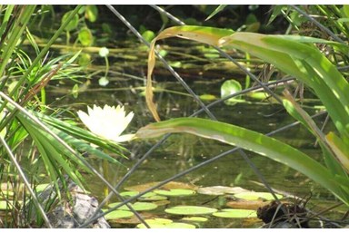 ראקויה - צימרים יפניים - הגנים