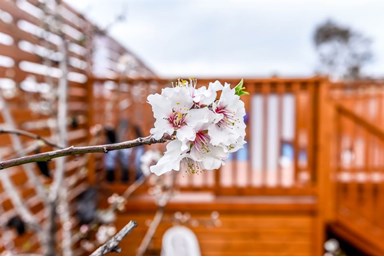 צימרים וילה במצוק - החצר  והסביבה