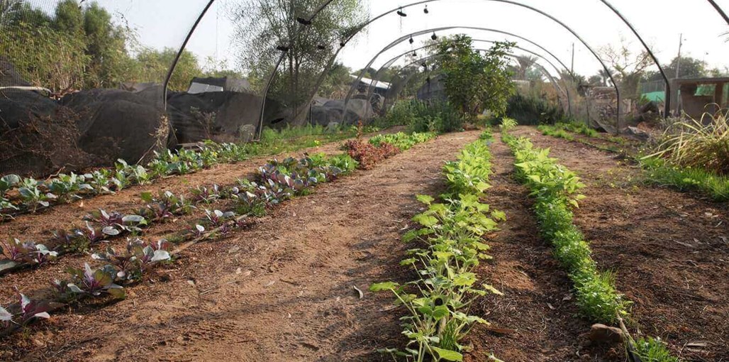 שלווה במדבר אטרקציות (1).jpg
