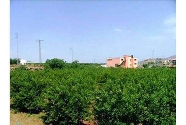 אימאר צימרים ואירוח דרוזי - בחצר