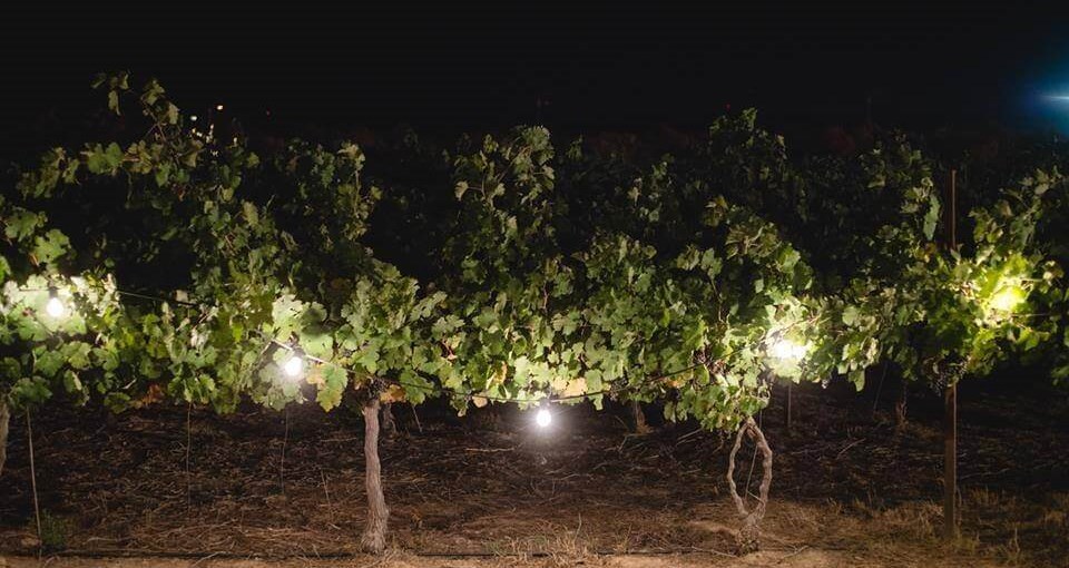 חוות נועם במדבר חדשות (9).jpg