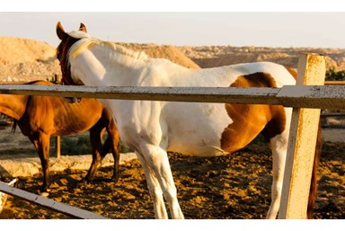 חוות נועם במדבר - אוהלי החאן