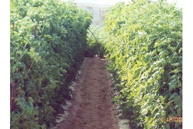 חאן פאטה מורגנה - סיורים