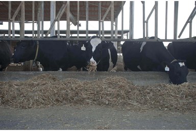 כפר הנופש קליה - חוויות ופעילויות בקלי"ה