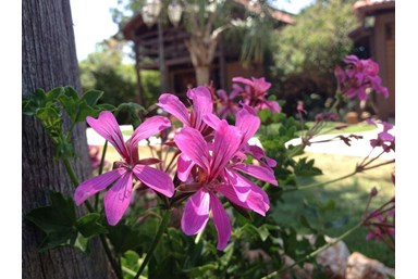 אלוני חן - החצר 