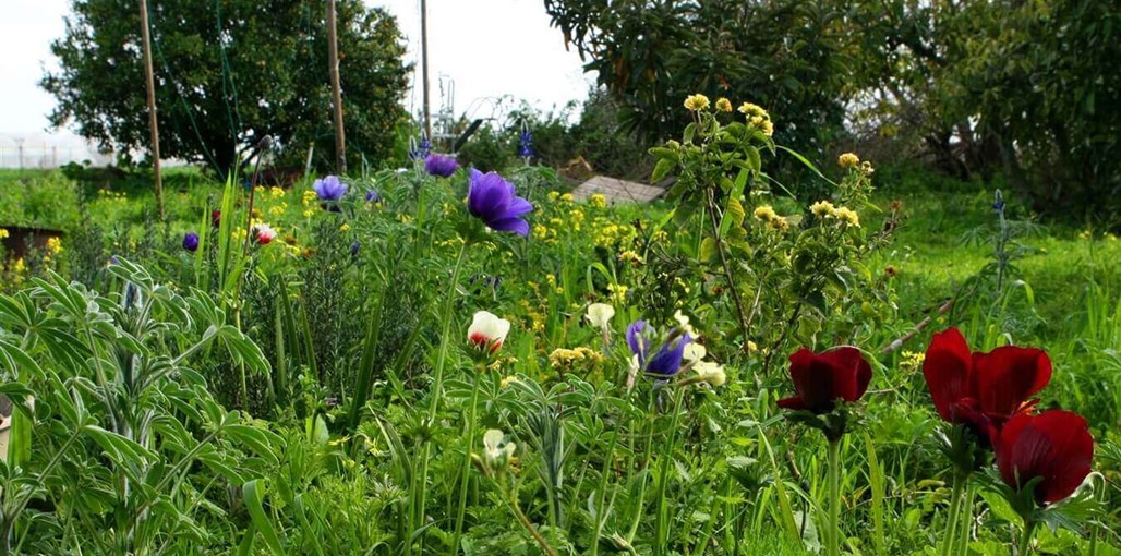 העיגול הפנימי הגינה (6).jpg