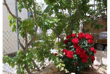 צימר פאני - גינה