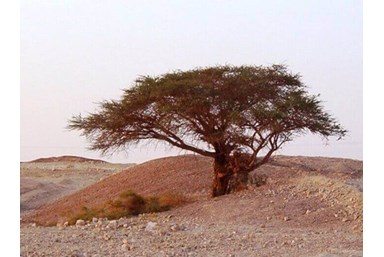 חלום בדרום - אטרקציות בסביבה