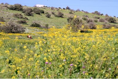 זריחה בכנרת - החצר והנוף