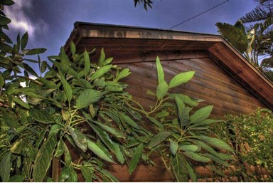 זוהר של זיכרונות - הבריכה 