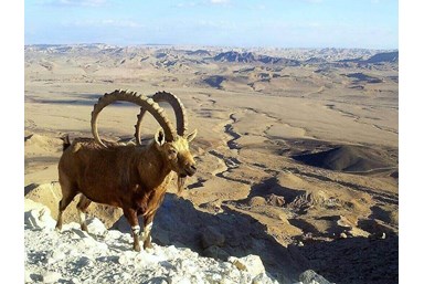 אמוניט - אמוניט בגדולה