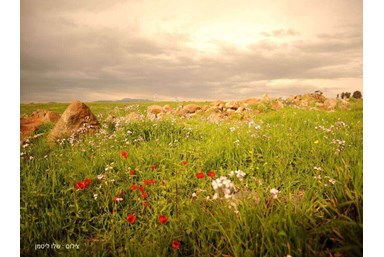 סוויטה בגב ההר - בקתה זוגית 