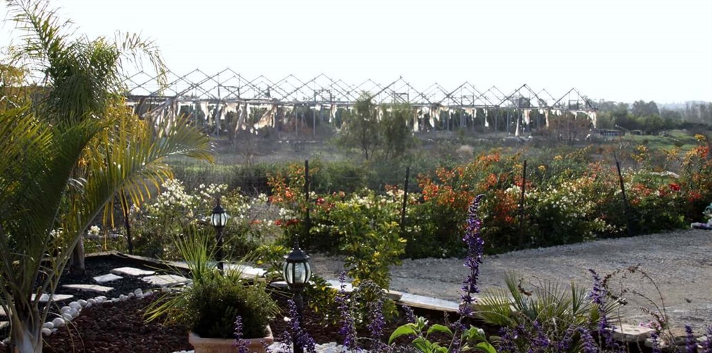 מול הצבר IMG_3811.JPG