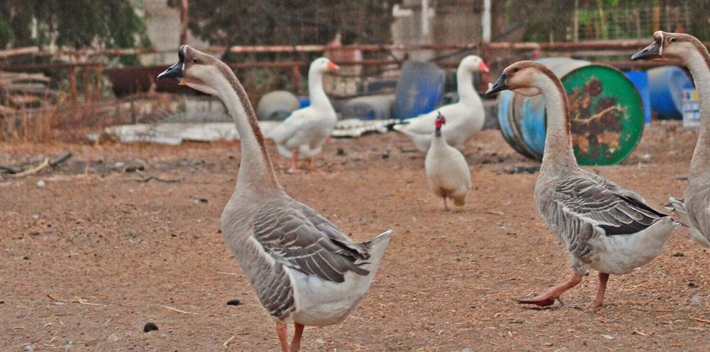 אורחן אורים המדשאות והחצר (18).JPG