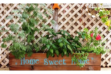 צימבר - הצימר הים תיכוני