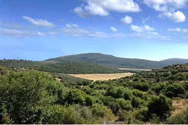 רויאל הגליל