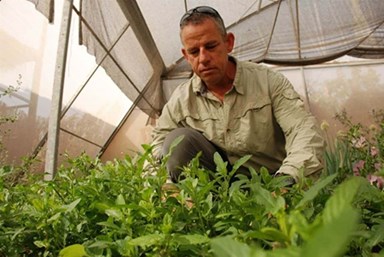 אירוח פארן - החצר