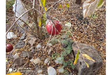 מבט לכנרת  - החצר והנוף