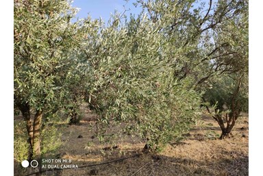 מבט לכנרת  - החצר והנוף