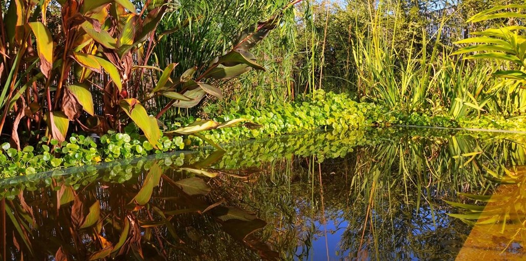 חד נס 229 חצר (3).jpg