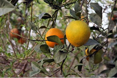 בקתות מול השקיעה - בריכת השחיה והנוף