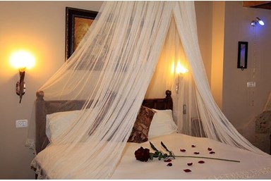 בצל הדקלים - החצר והבריכה