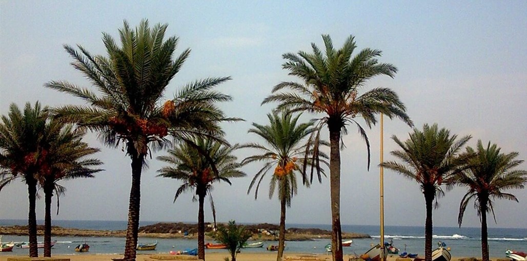 רחש הגלים חוף דור (2).JPG