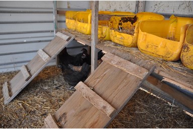 צימרונית - פינת החי 