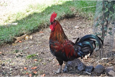 צימרונית - פינת החי 