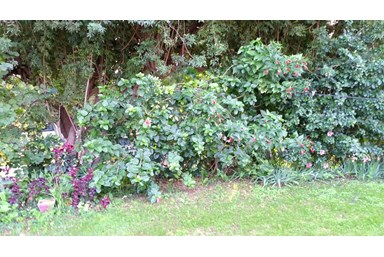 צימר אפ Zimmer Up - בקירבת הצימר- בריכה וטבע