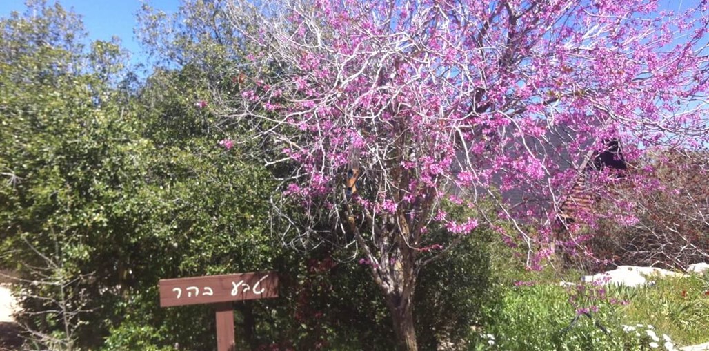 הכפר הסקנדינבי חצר המתחם והבריכה (20).jpg