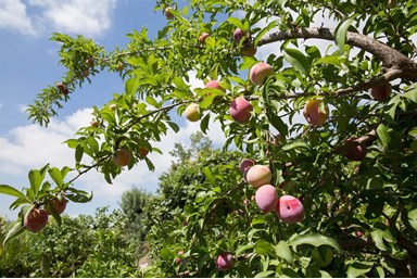 טוסקנה ביהודה - החצר והסביבה 