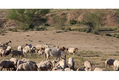 דזרט בי - DesertB - הסטודיו