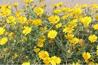 דזרט בי - DesertB - הסטודיו