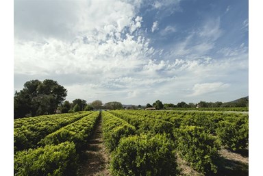 אביב בגליל - החצר והסביבה